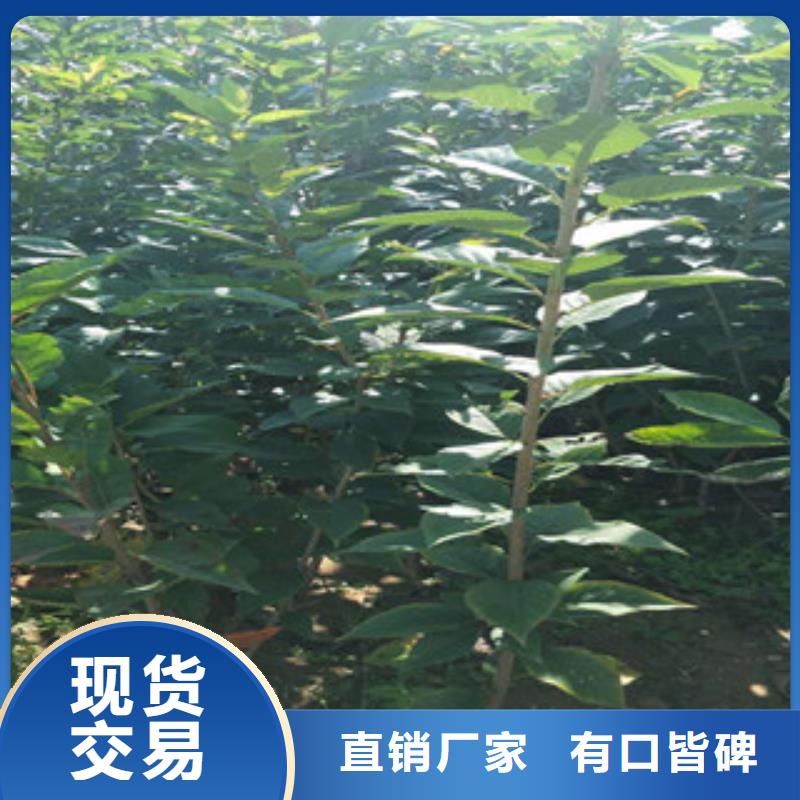 樱花核桃苗樱花苗长果桑树苗多年实力厂家