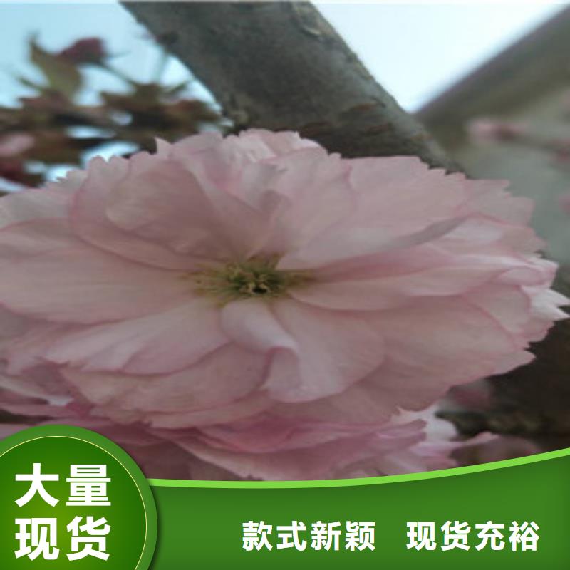 樱花_绿化树绿化工程专注细节专注品质