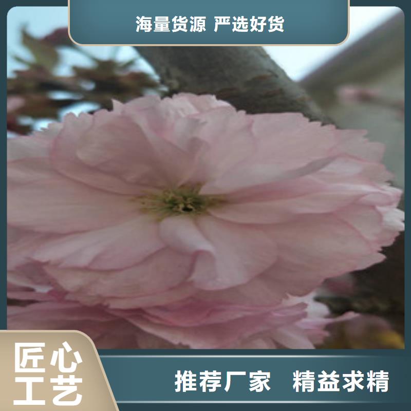 樱花,蓝莓苗实力大厂家