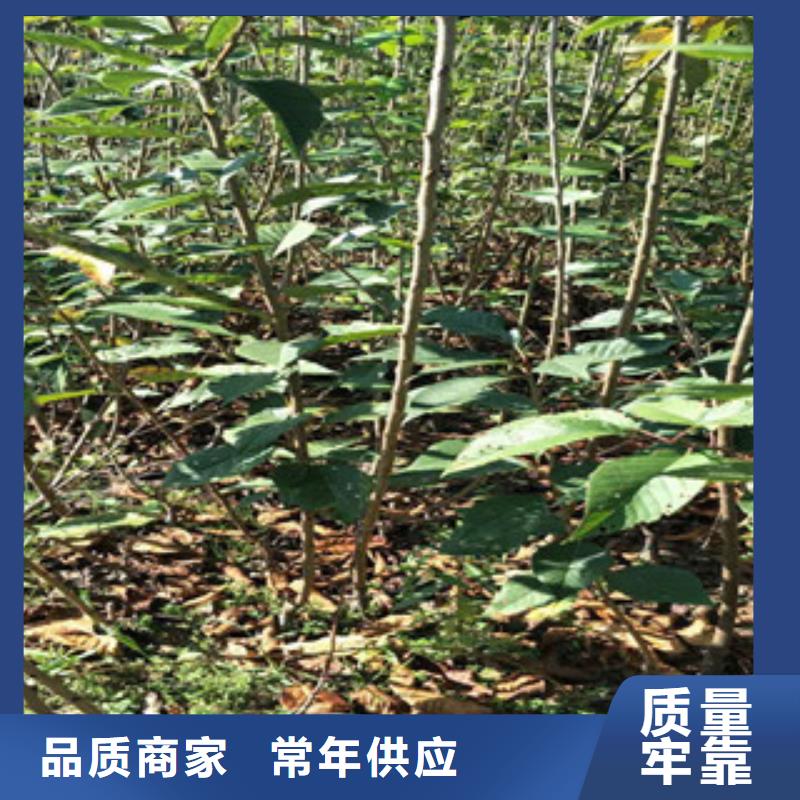 樱花占地果树量大更优惠