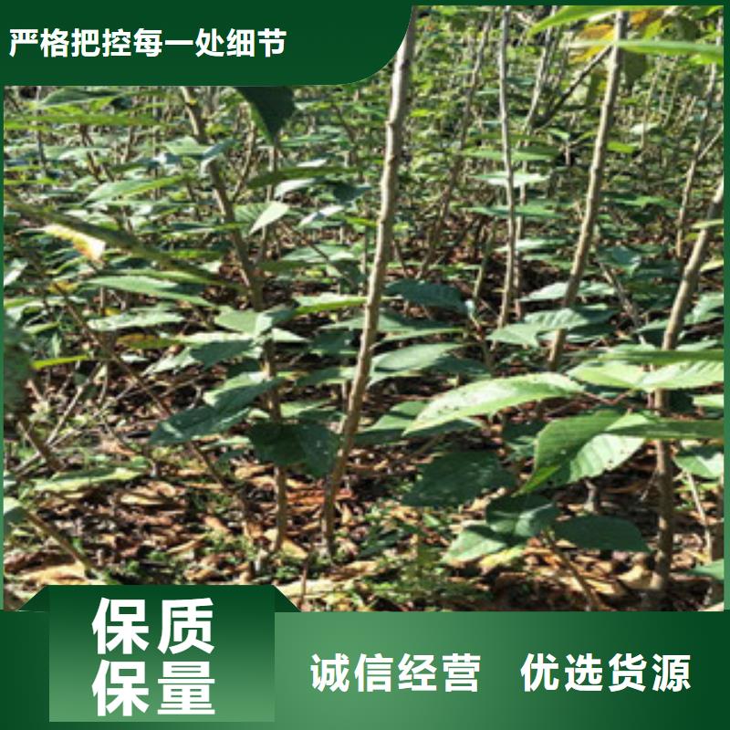樱花,蓝莓苗实力大厂家