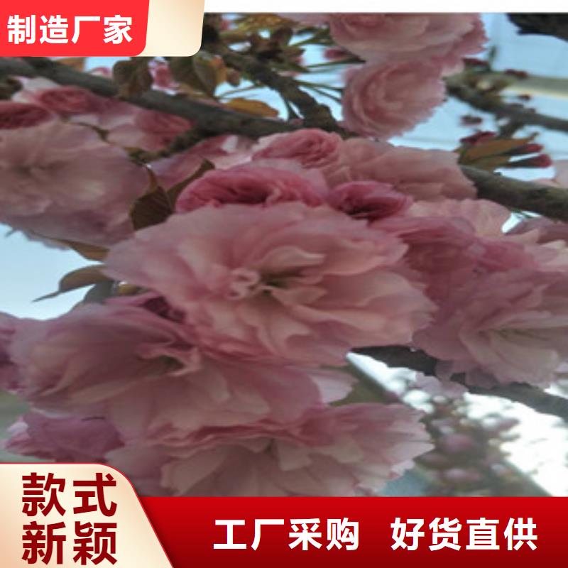 樱花钙果苗多家仓库发货