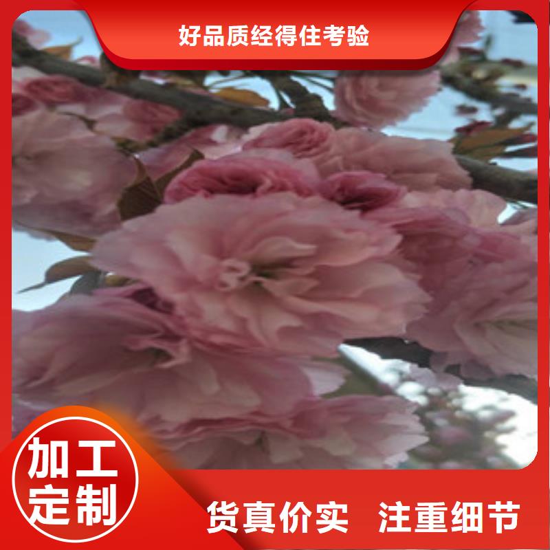 樱花蓝莓苗精品选购