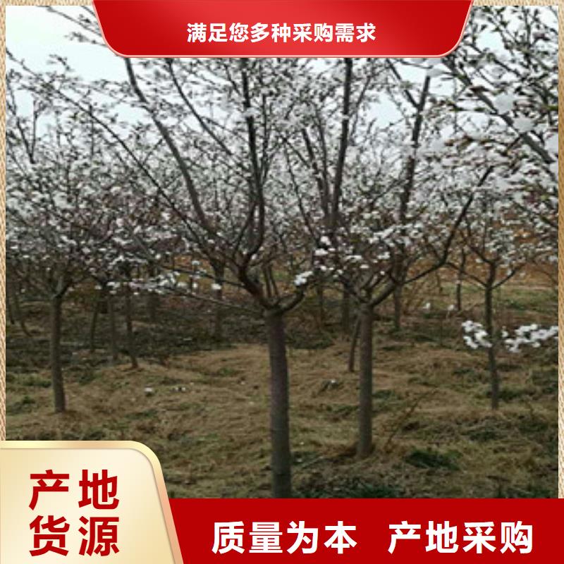樱花-占地果树匠心工艺