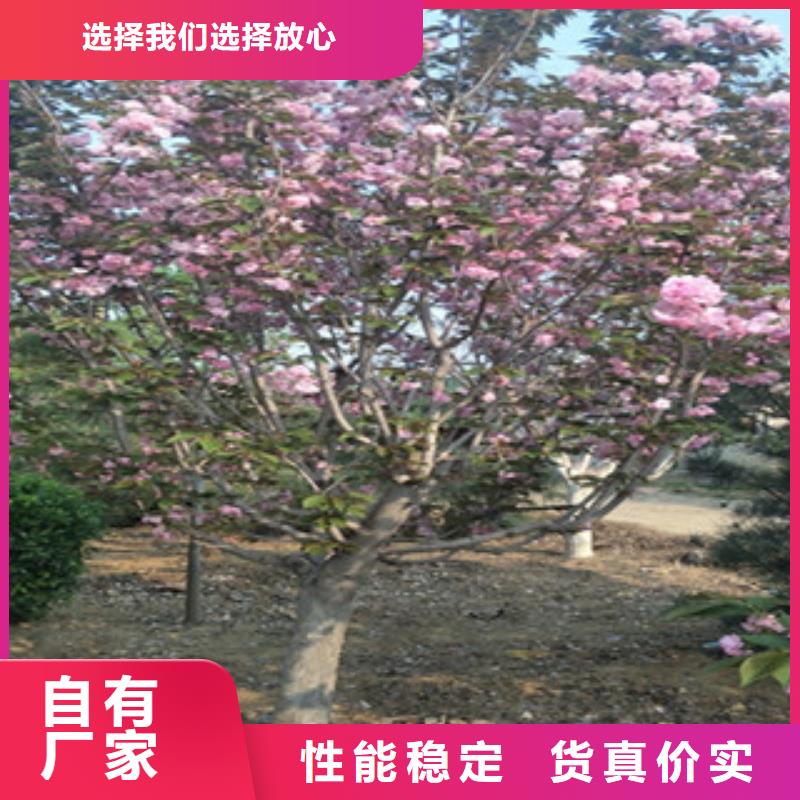 【樱花】樱桃苗实力优品