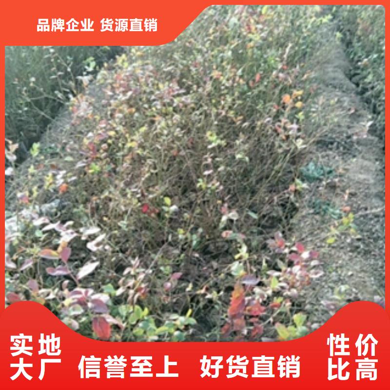 蓝莓苗_泰山景松造型景松可定制有保障