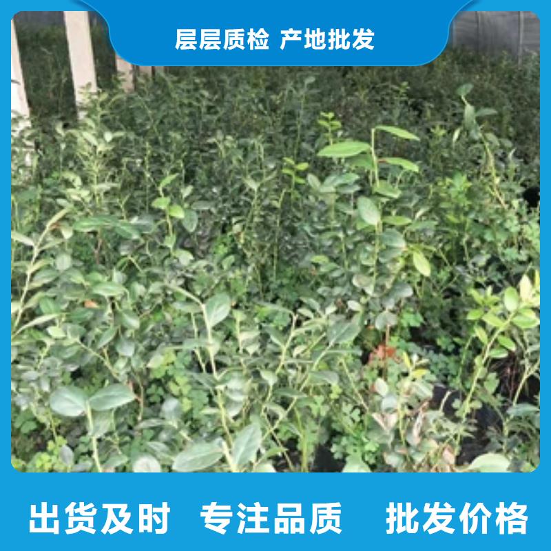 蓝莓苗核桃苗樱花苗长果桑树苗诚信商家
