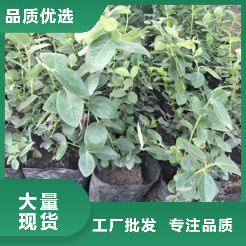 蓝莓苗钙果苗服务始终如一