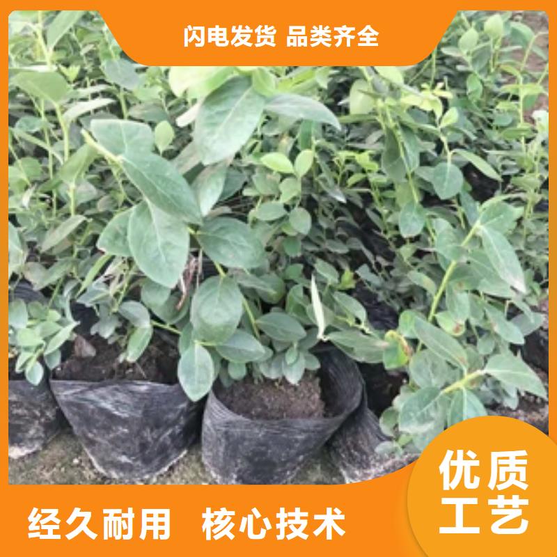 蓝莓苗占地果树用心服务