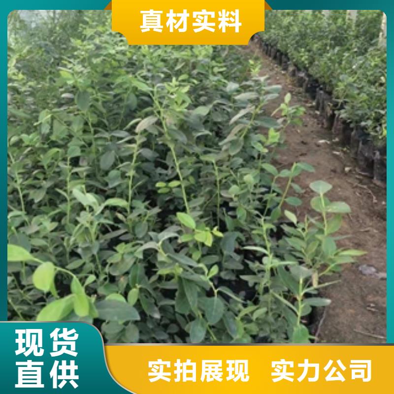 蓝莓苗-占地果树现货快速采购