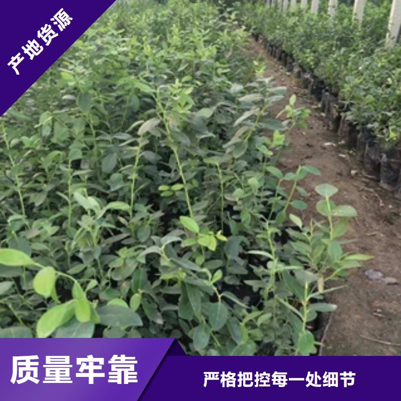 【蓝莓苗钙果苗原料层层筛选】