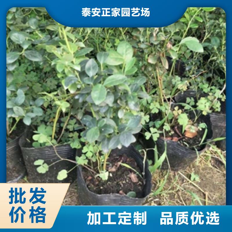 【蓝莓苗钙果苗原料层层筛选】