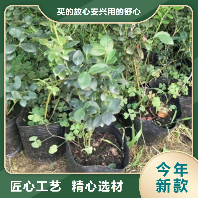 蓝莓苗-【核桃苗樱花苗长果桑树苗】用心做好细节