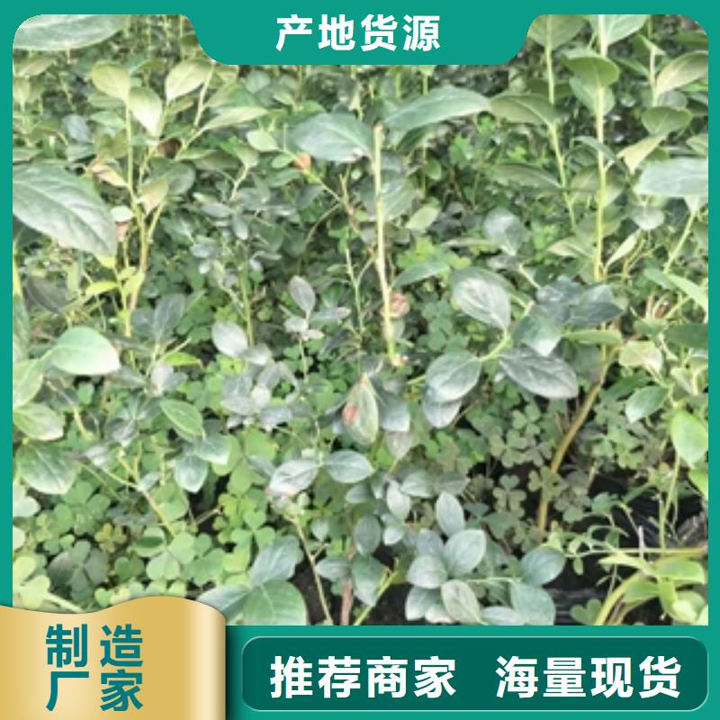 蓝莓苗为您精心挑选