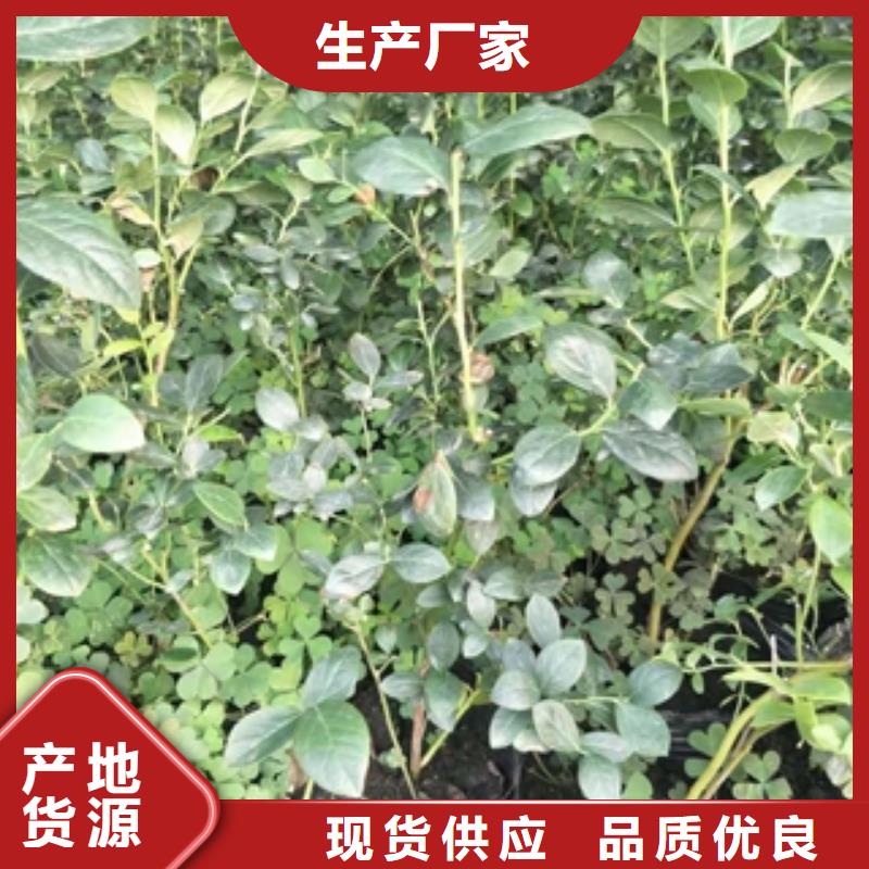 蓝莓苗占地果树货源充足