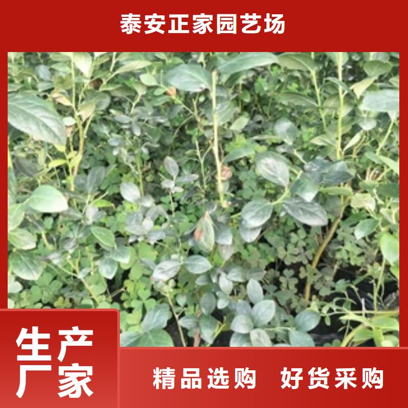 蓝莓苗满足多种行业需求