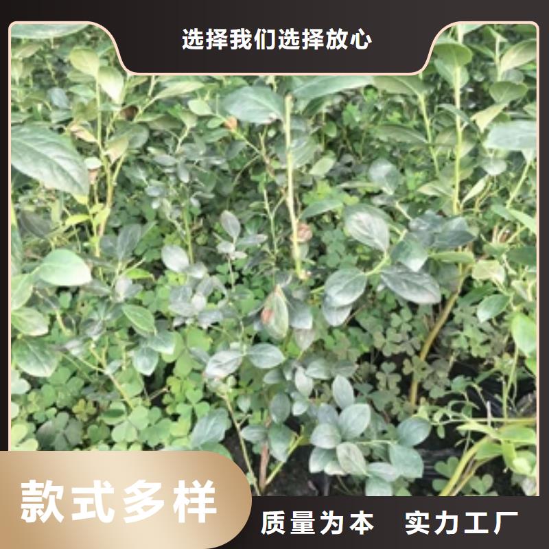蓝莓苗占地果树好产品放心购