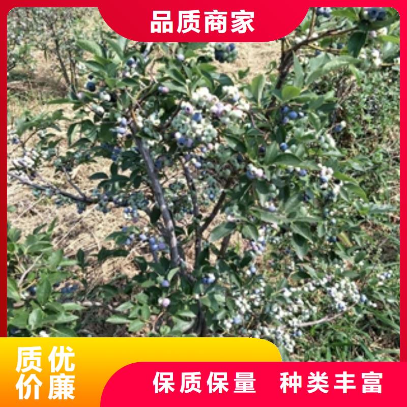 蓝莓苗-泰山景松造型景松厂家拥有先进的设备