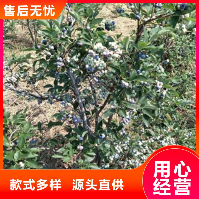 蓝莓苗碧桃产地厂家直销