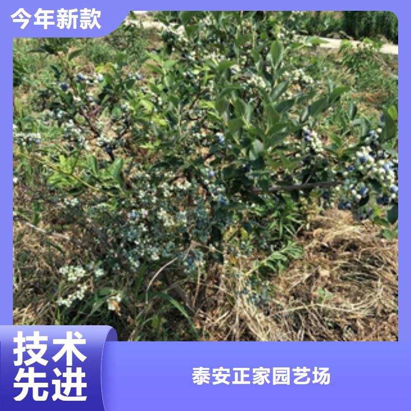 蓝莓苗绿化树绿化工程定制不额外收费