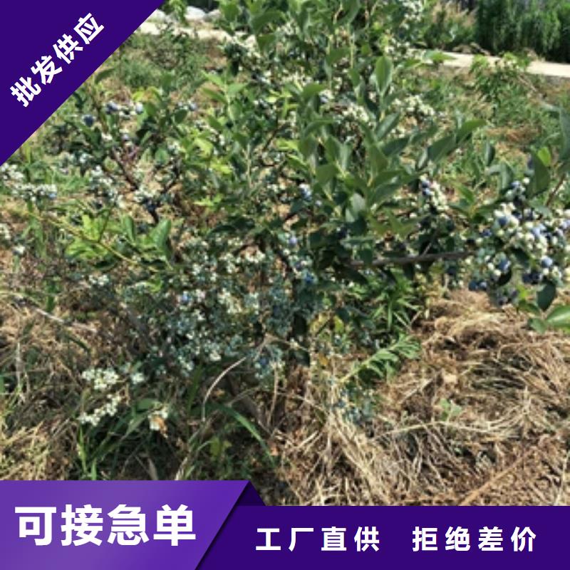 蓝莓苗占地果树货源充足