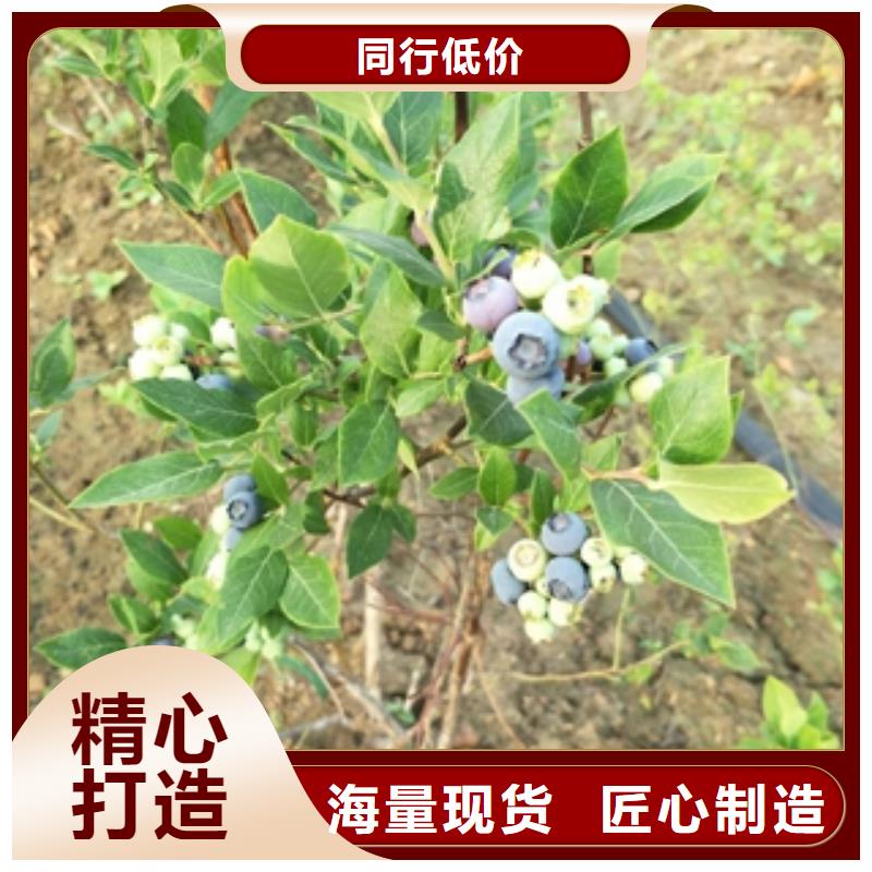 蓝莓苗核桃苗樱花苗长果桑树苗厂家批发价