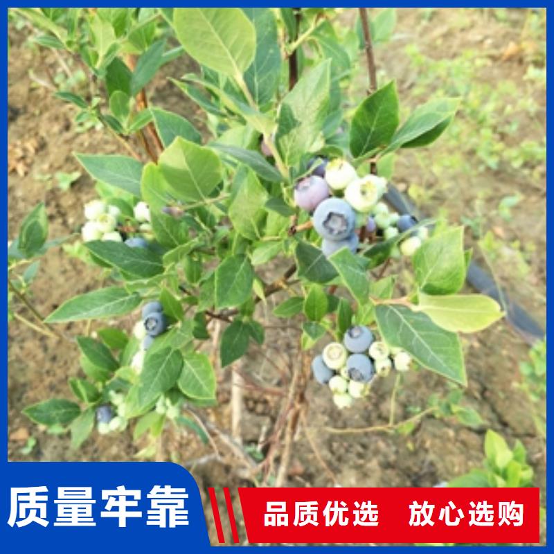 蓝莓苗_泰山景松造型景松可定制有保障