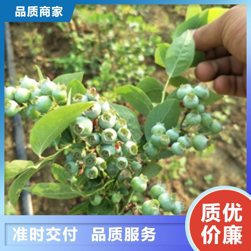 蓝莓苗绿化树绿化工程定制不额外收费