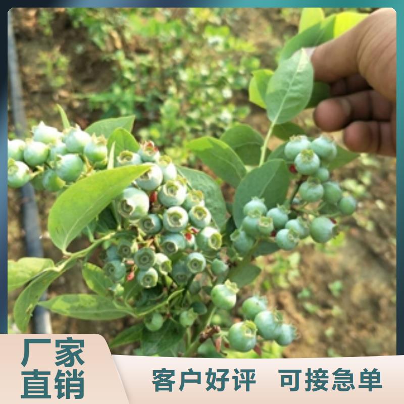 蓝莓苗_泰山景松造型景松可定制有保障