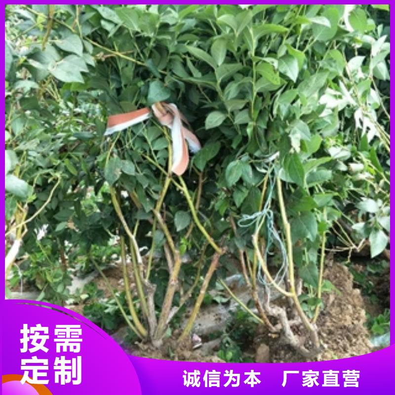 蓝莓苗占地果树货源充足