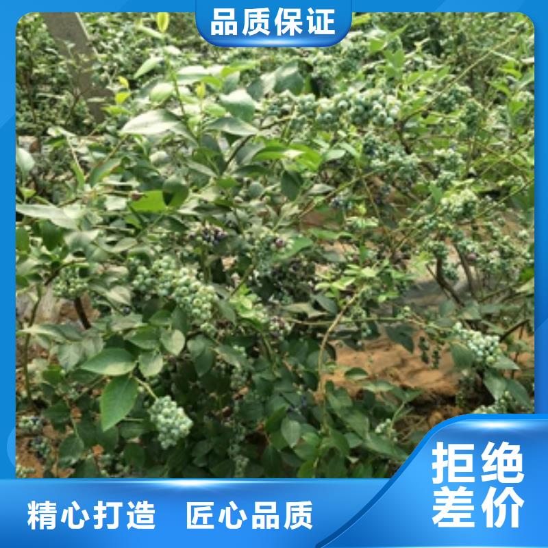 蓝莓苗绿化树绿化工程定制不额外收费