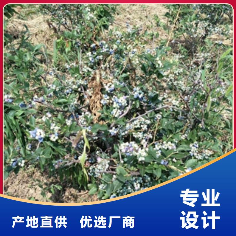 蓝莓苗可定制