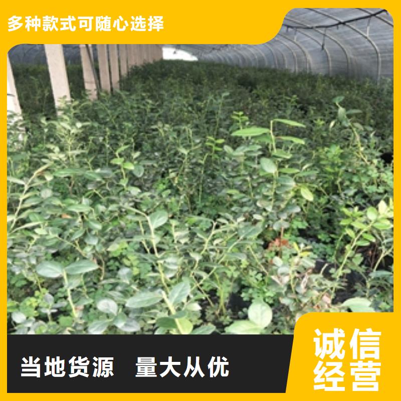 蓝莓苗-占地果树品质优选