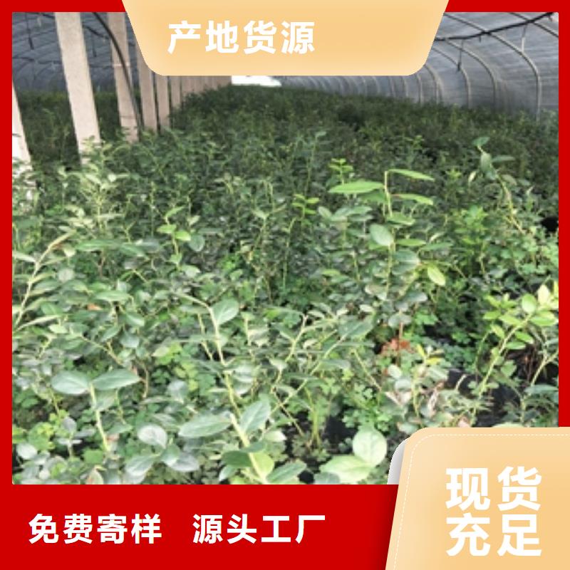 蓝莓苗-泰山景松造型景松厂家拥有先进的设备