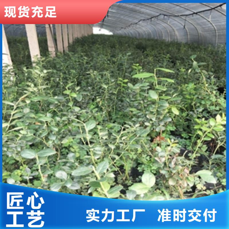 蓝莓苗泰山景松造型景松层层质检