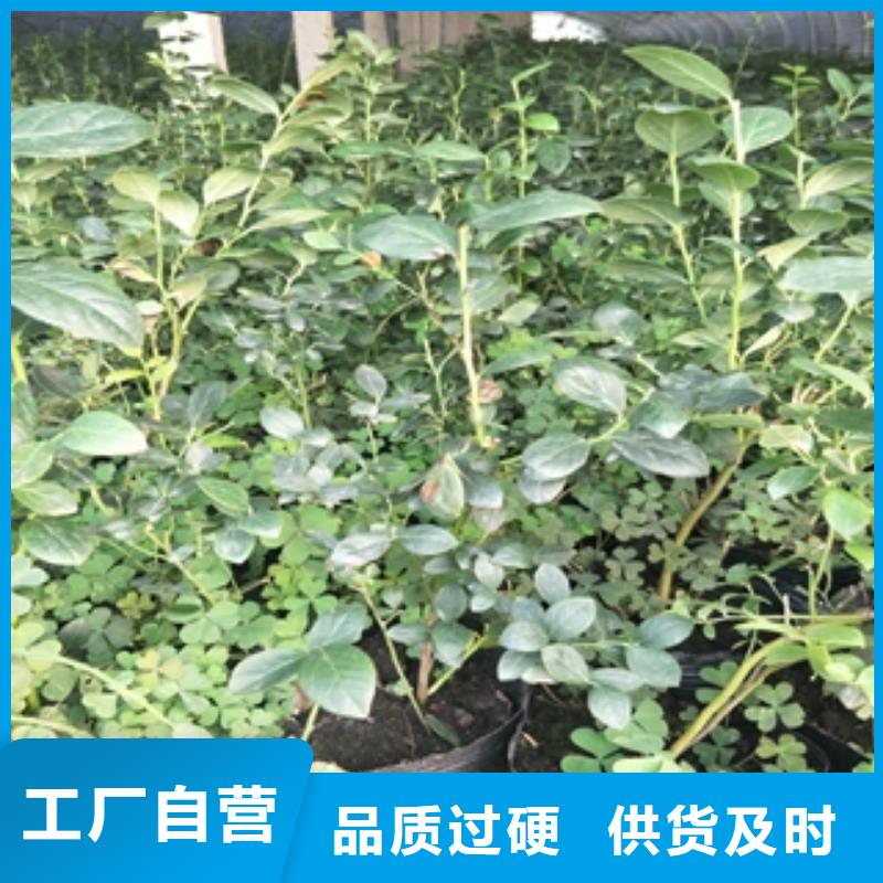 【蓝莓苗】国槐闪电发货
