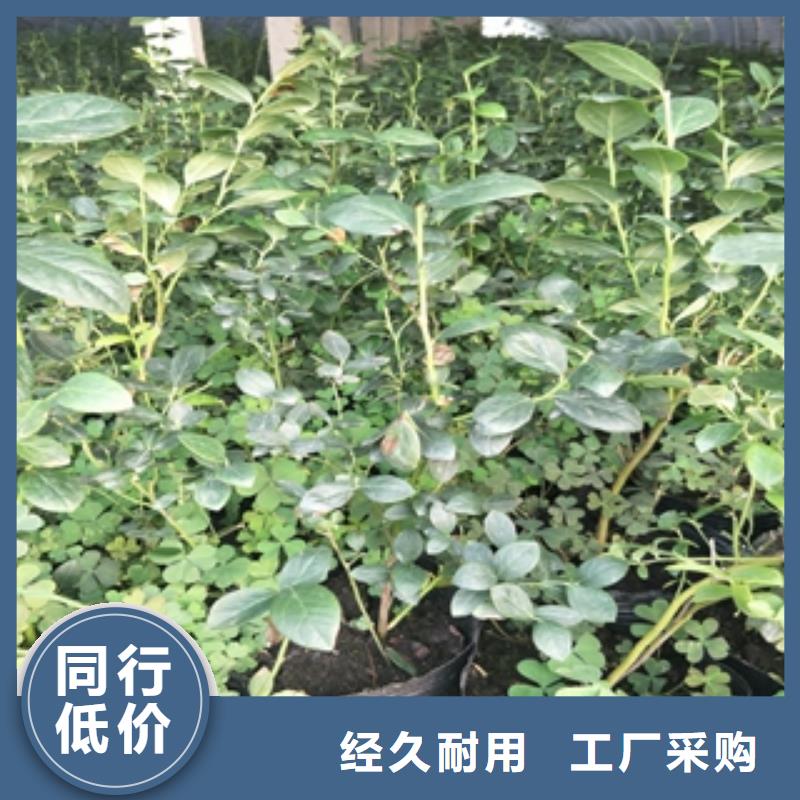 蓝莓苗碧桃产地厂家直销