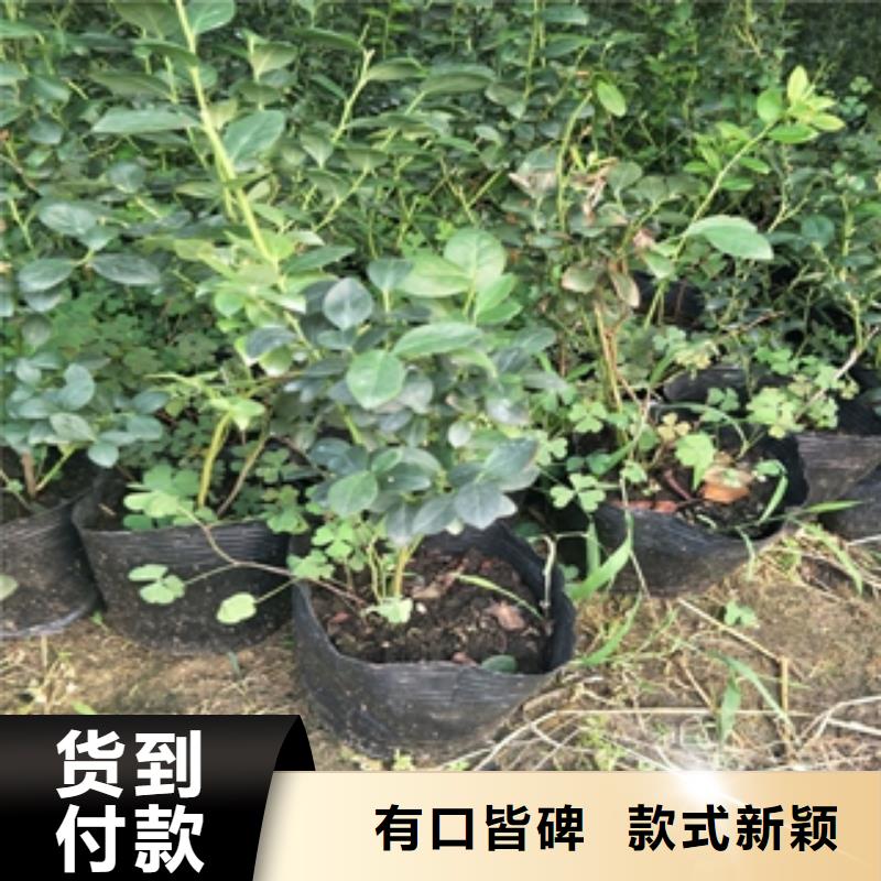 蓝莓苗占地果树好产品放心购