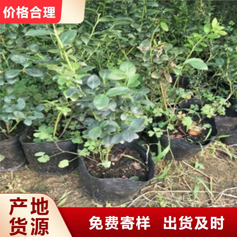 蓝莓苗一站式采购方便省心