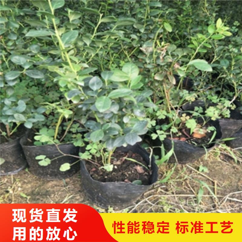 蓝莓苗绿化树绿化工程定制不额外收费