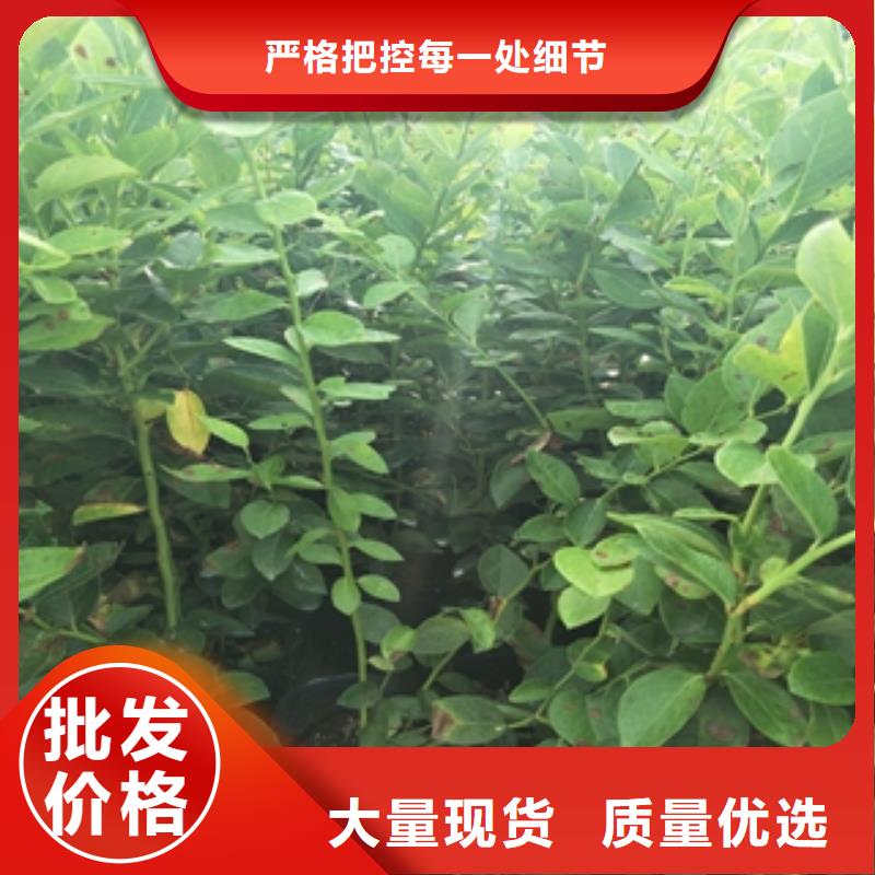蓝莓苗核桃苗樱花苗长果桑树苗厂家批发价