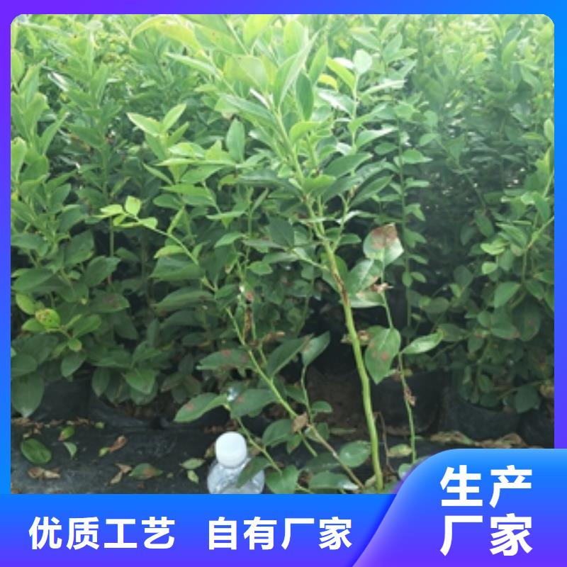 蓝莓苗厂家批发价