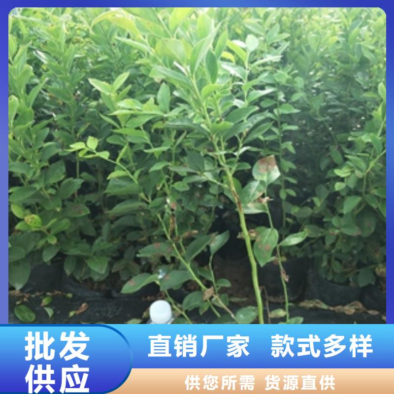 蓝莓苗可定制