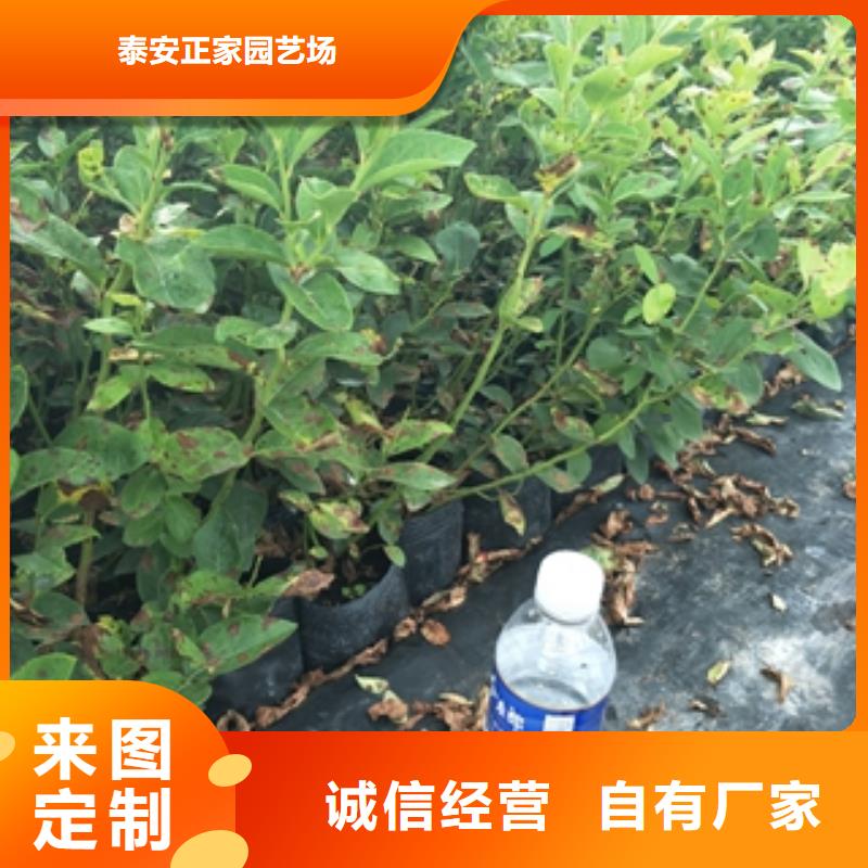 蓝莓苗核心技术