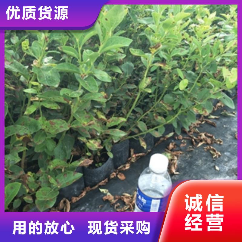 蓝莓苗,核桃苗樱花苗长果桑树苗资质认证