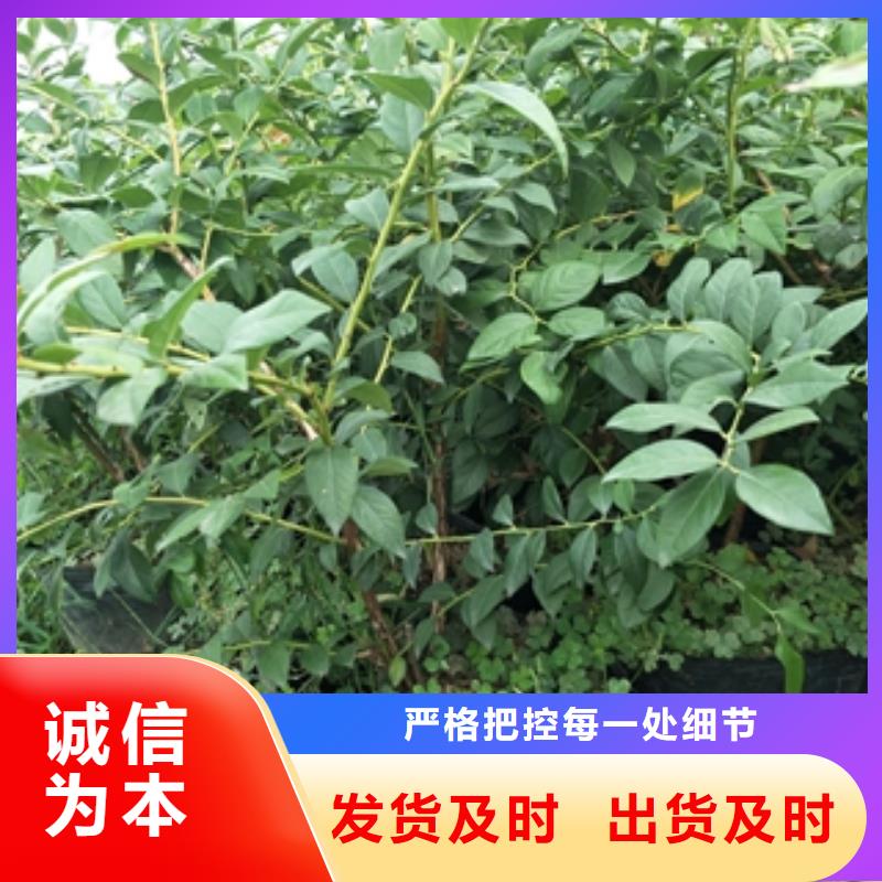 蓝莓苗-【核桃苗樱花苗长果桑树苗】用心做好细节