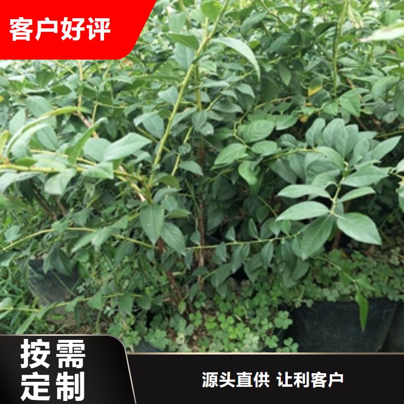 蓝莓苗_泰山景松造型景松可定制有保障