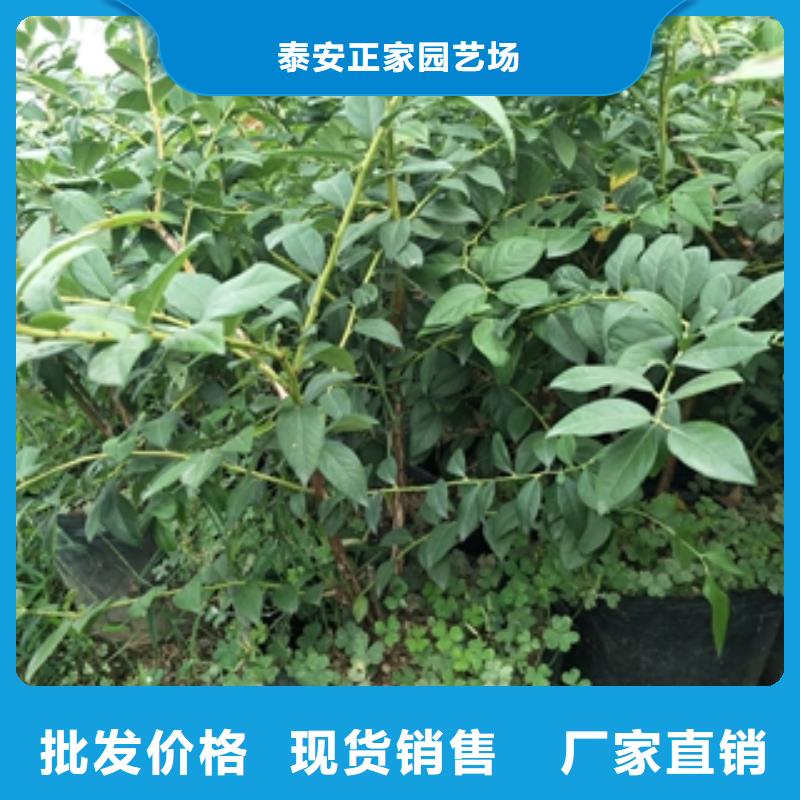 蓝莓苗为您精心挑选