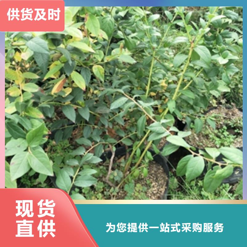 蓝莓苗为您精心挑选