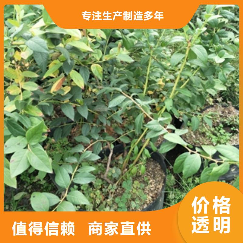 蓝莓苗-核桃苗樱花苗长果桑树苗源头厂家